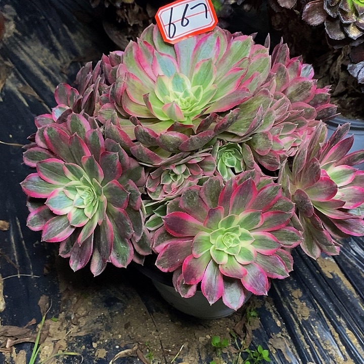 孔雀翎老桩捧花法师667号