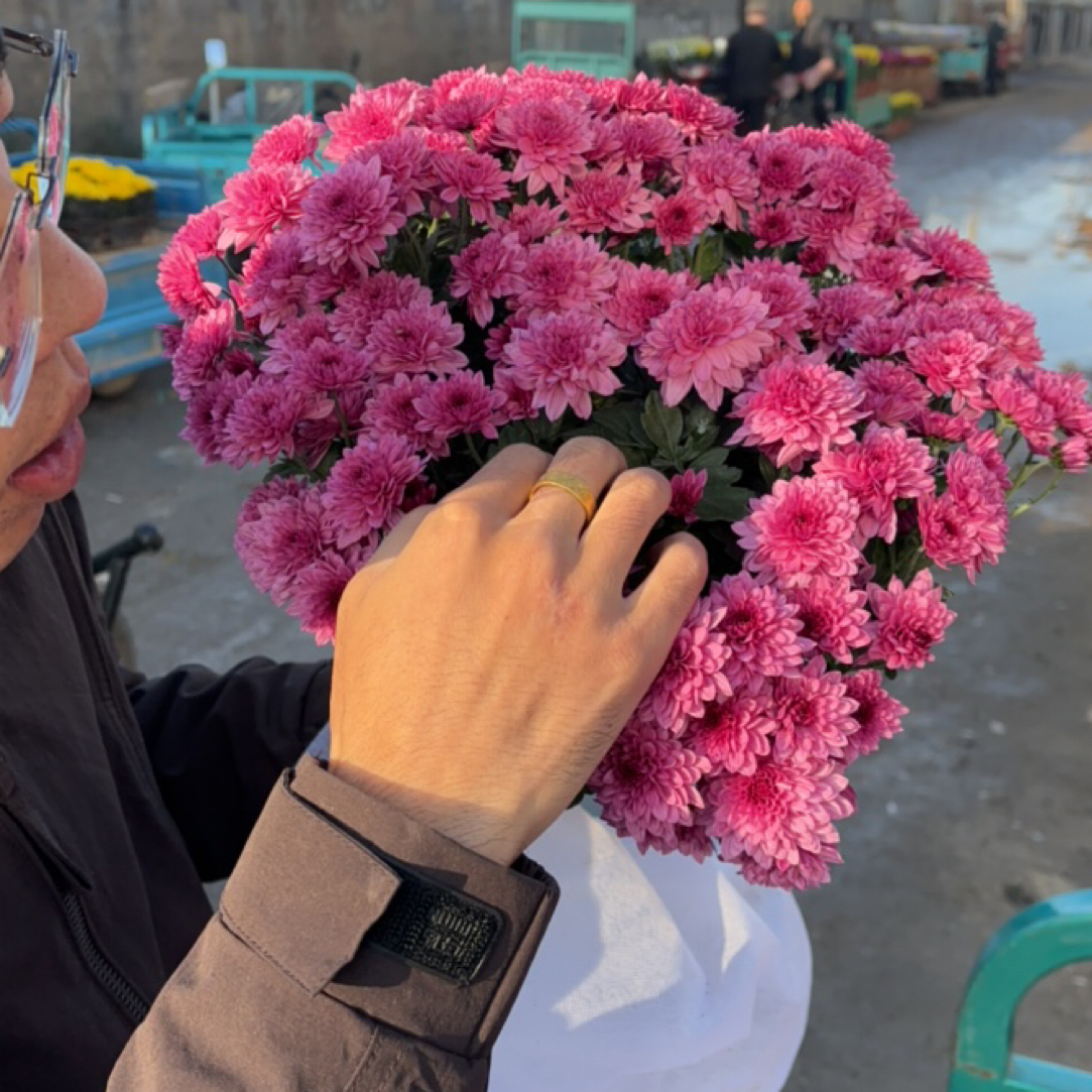 球鞠带花带花苞发货耐寒耐热多年生新手易养护