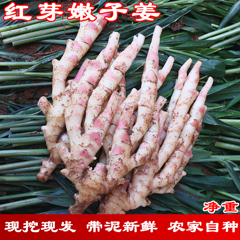 现挖新鲜红芽嫩仔姜时令应季蔬菜子姜嫩生姜带泥鲜嫩姜