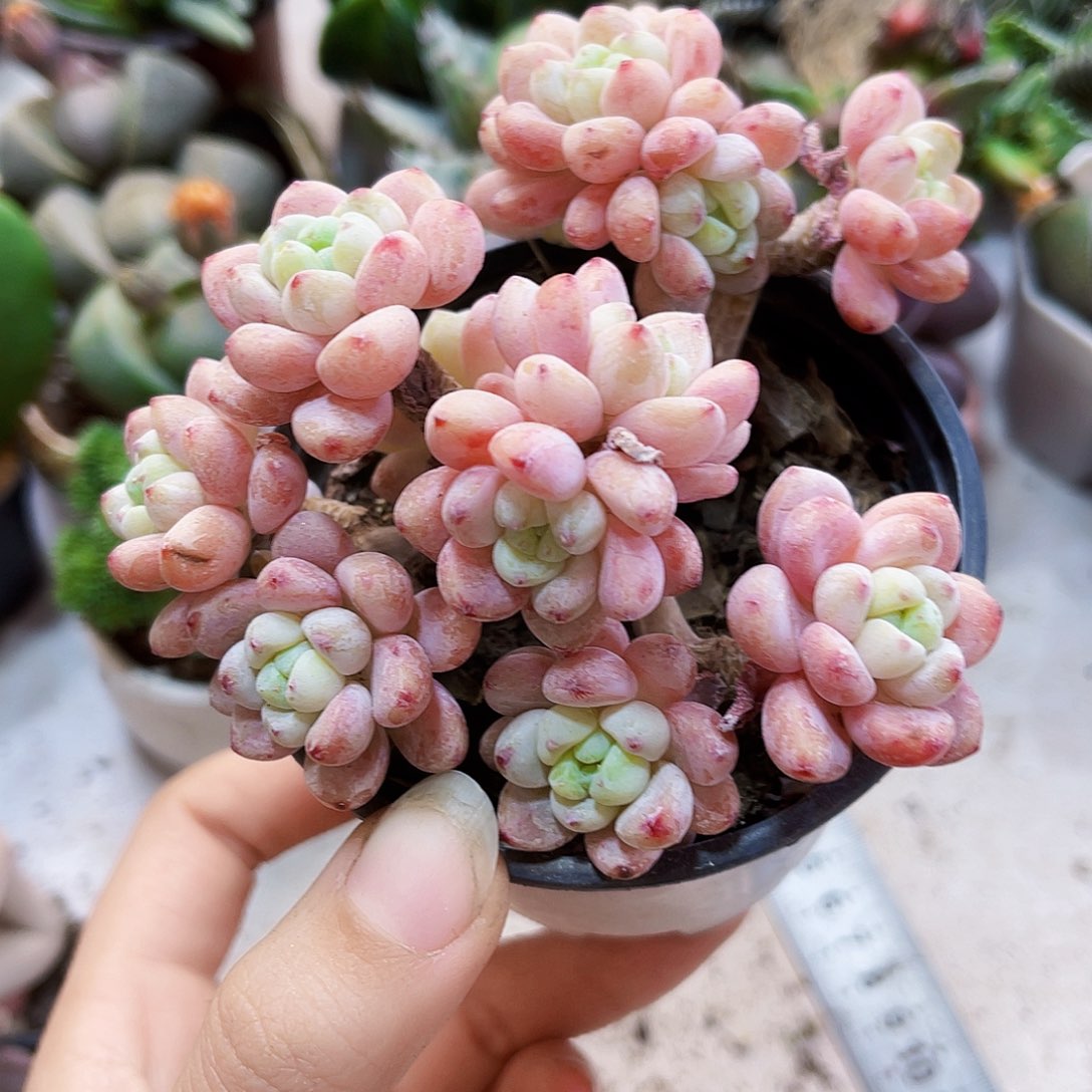 元***儿多肉植物2222222222