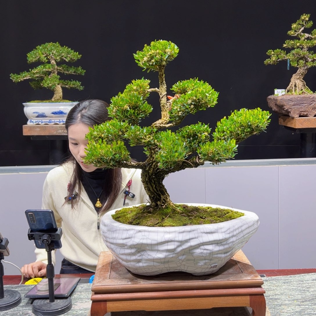 黄杨盆景老桩四季长青