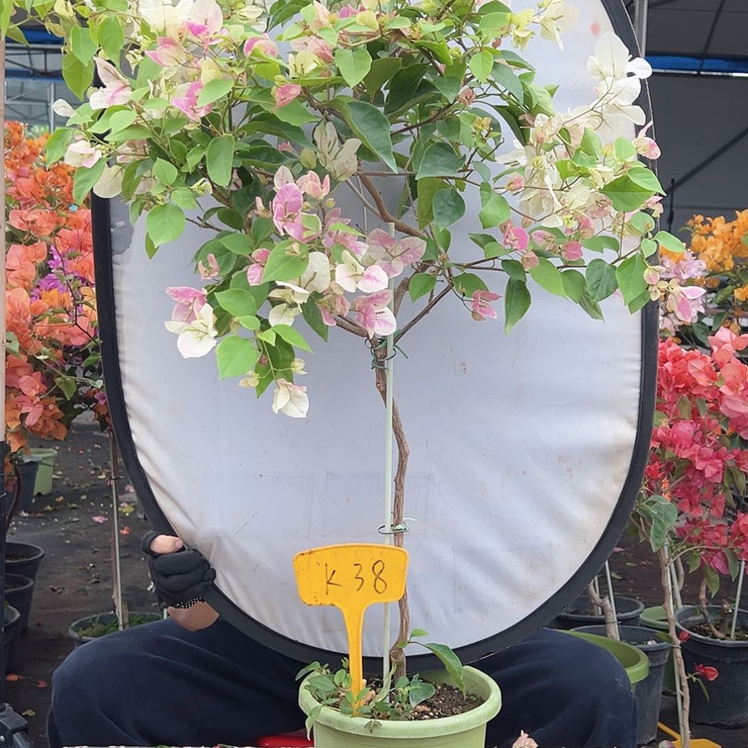 心****大部分花苞少量开放K38章红英