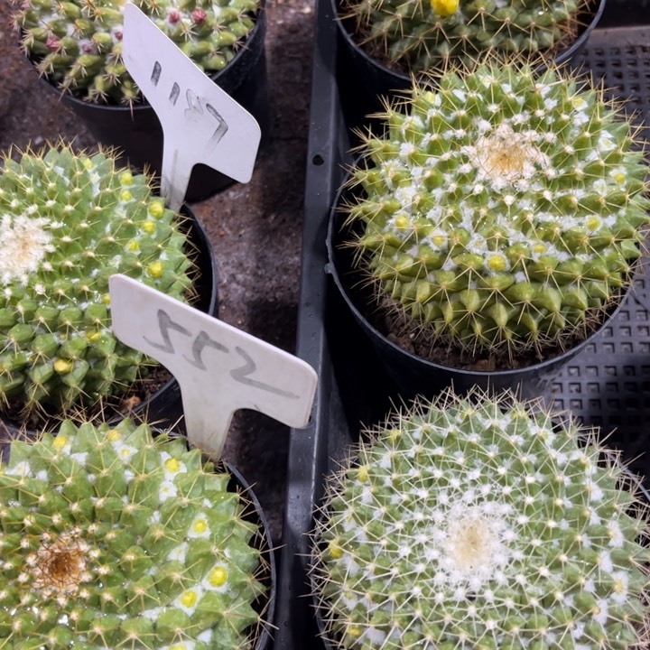 实生皮实好养好活