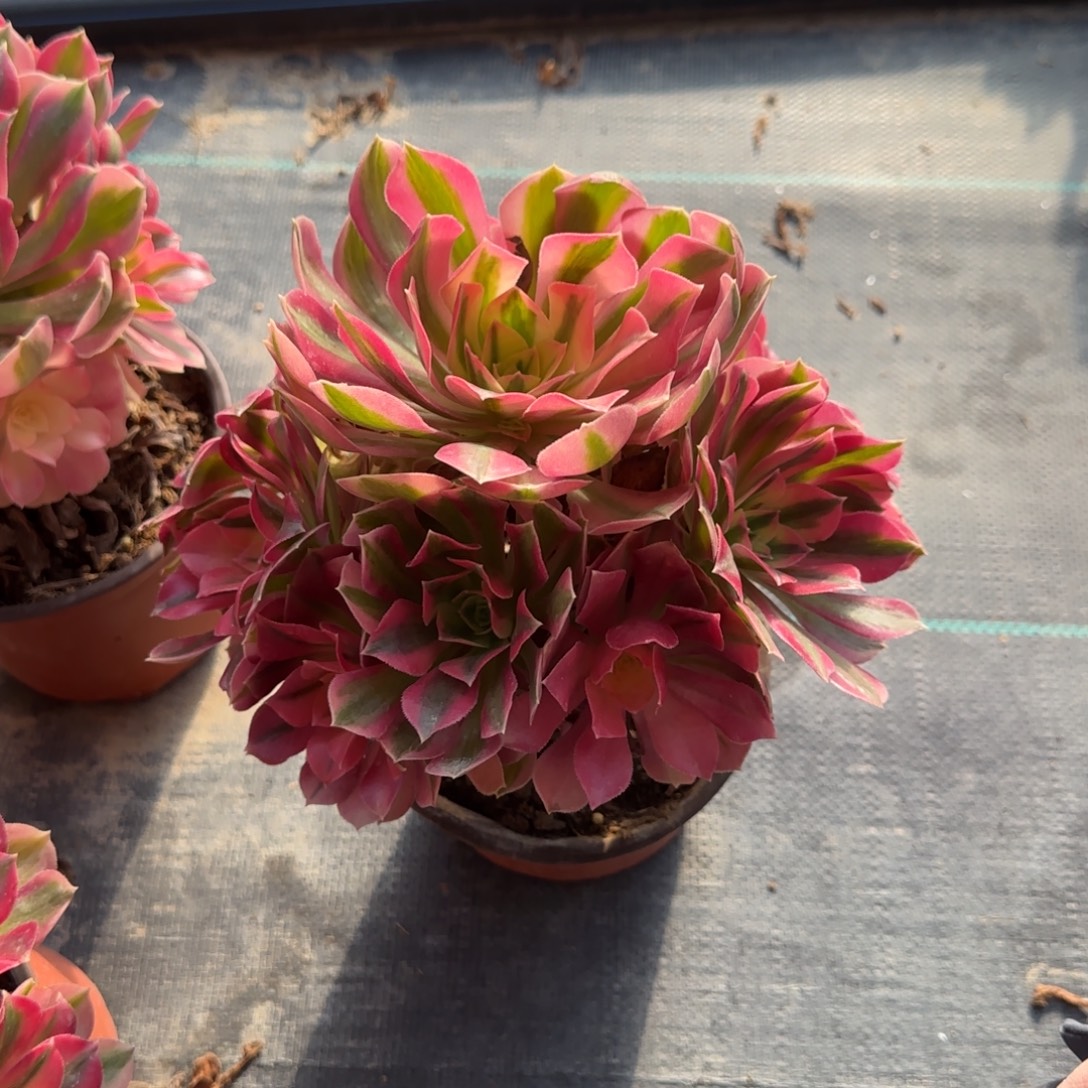 无花朵粉女巫中号