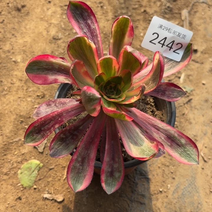 红魔女多肉法师2442