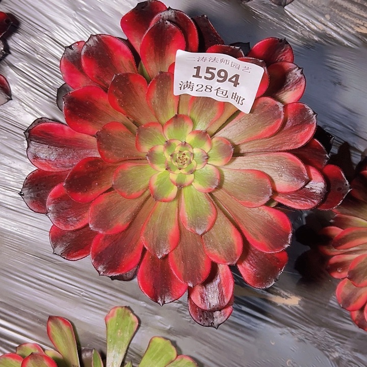1594烟花多肉植物2号