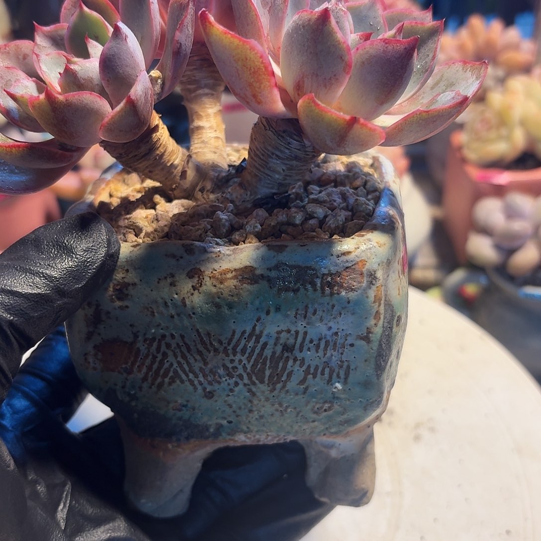 小***吱一物一拍编号326 