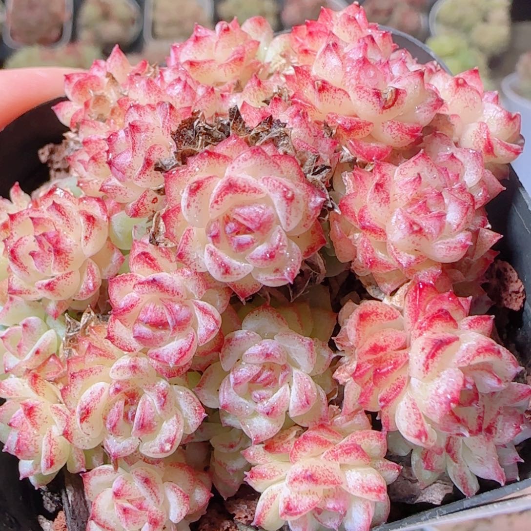 花语多肉1203-06开播福利散