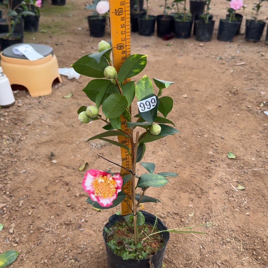 少量花朵（建议范围：2朵-5朵 或40%以下）999王冠