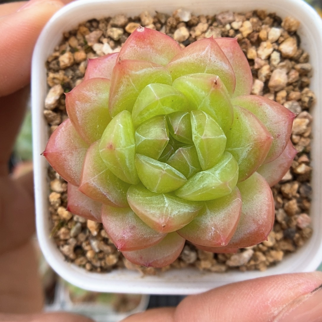 绿芙蓉可拍750号。 
