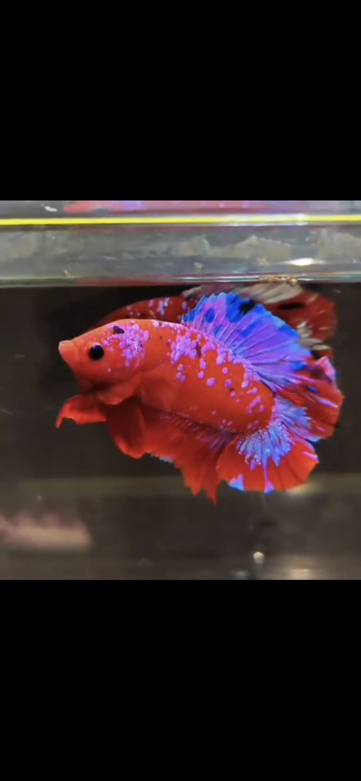 泰国斗鱼观赏鱼半月将军狮王懒人养鱼好养易活