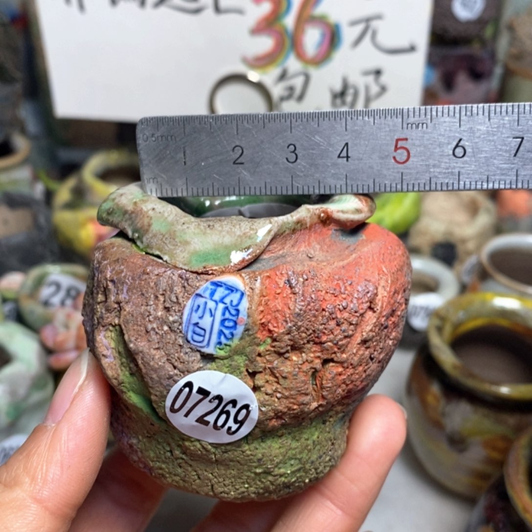 花盆拍3送一个小礼物