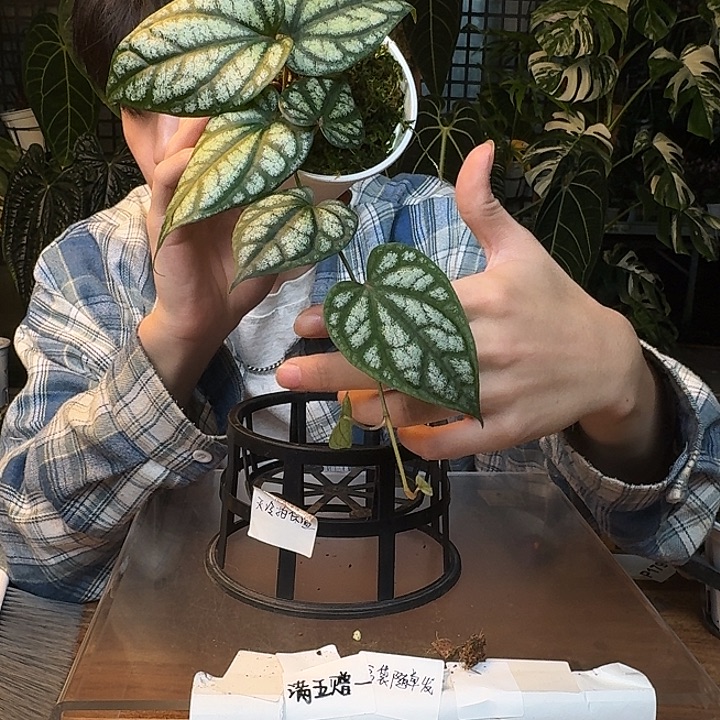 不开花植物I184水晶胡椒