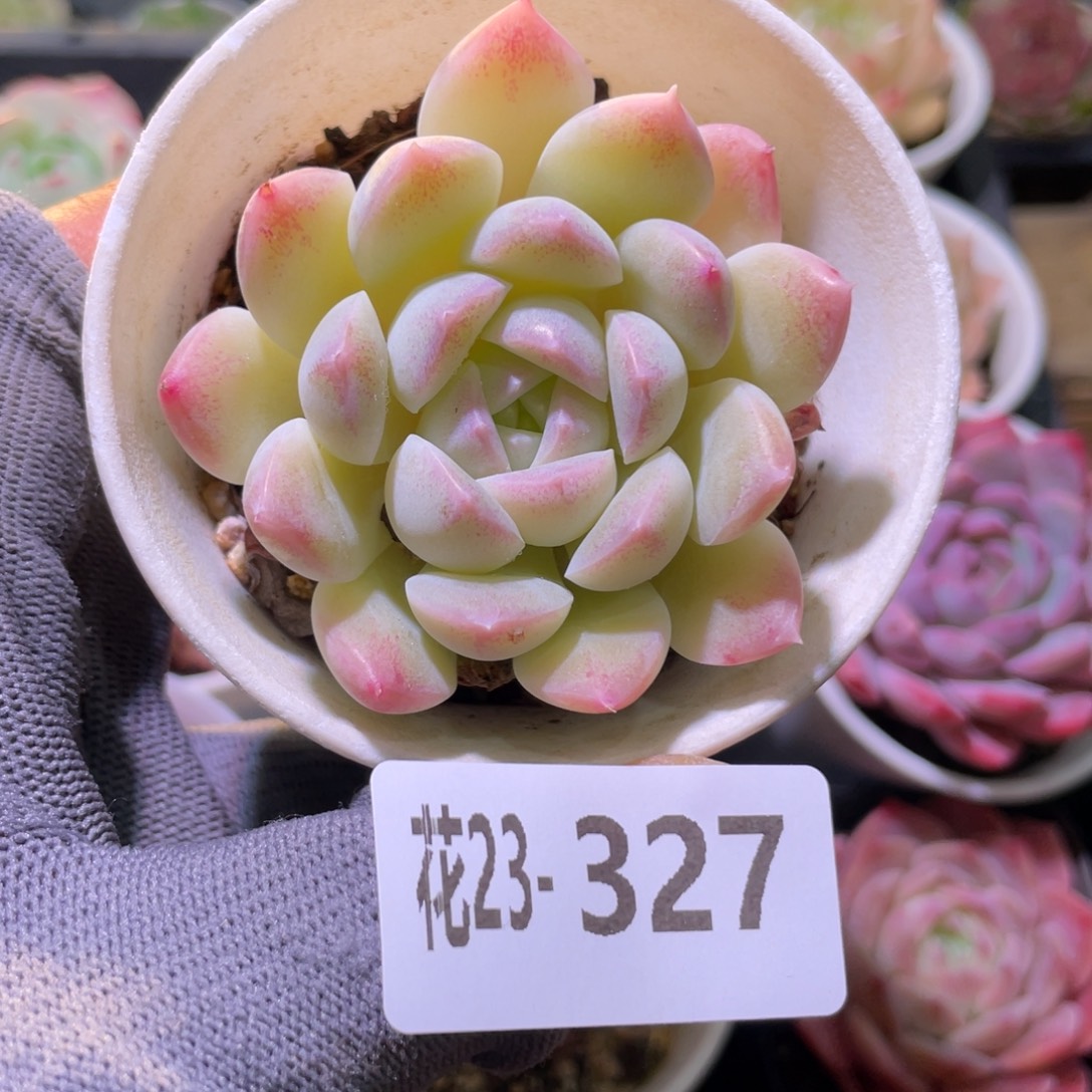 花利美23-327白雪