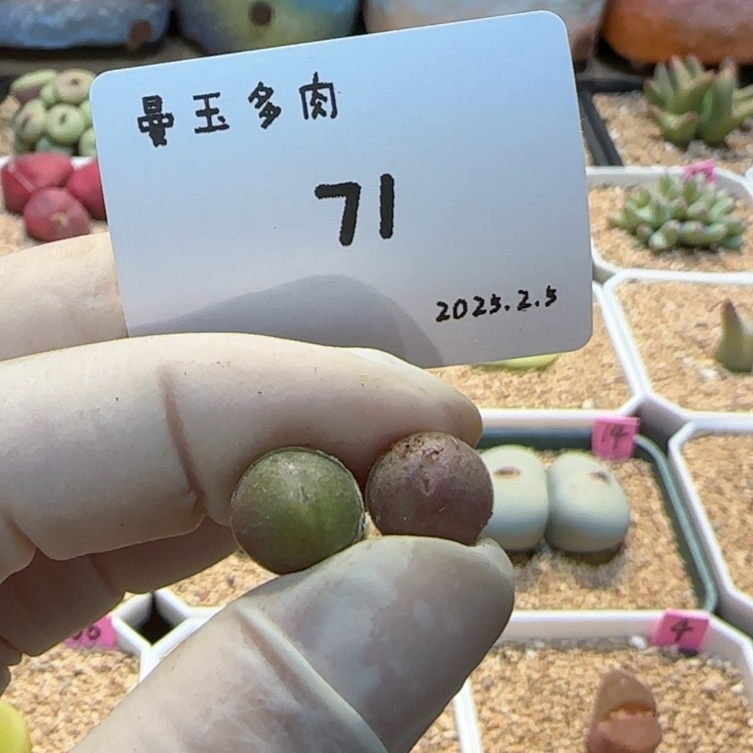 崔*儿多肉多肉2.5-071