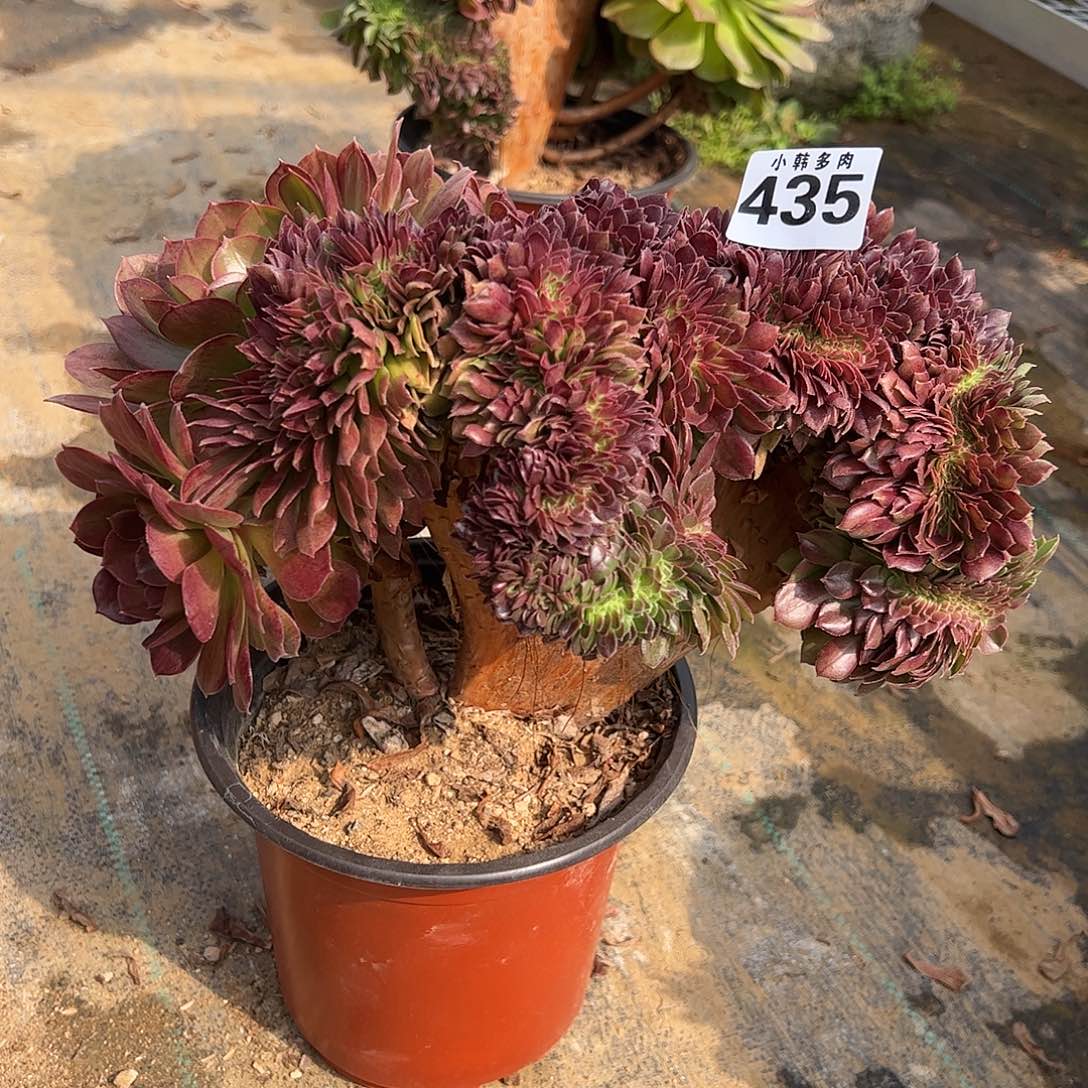 435万圣节缀化法师一