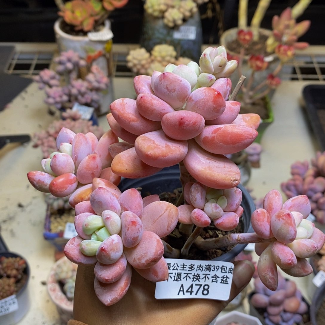 478樱花洛神多肉9c m