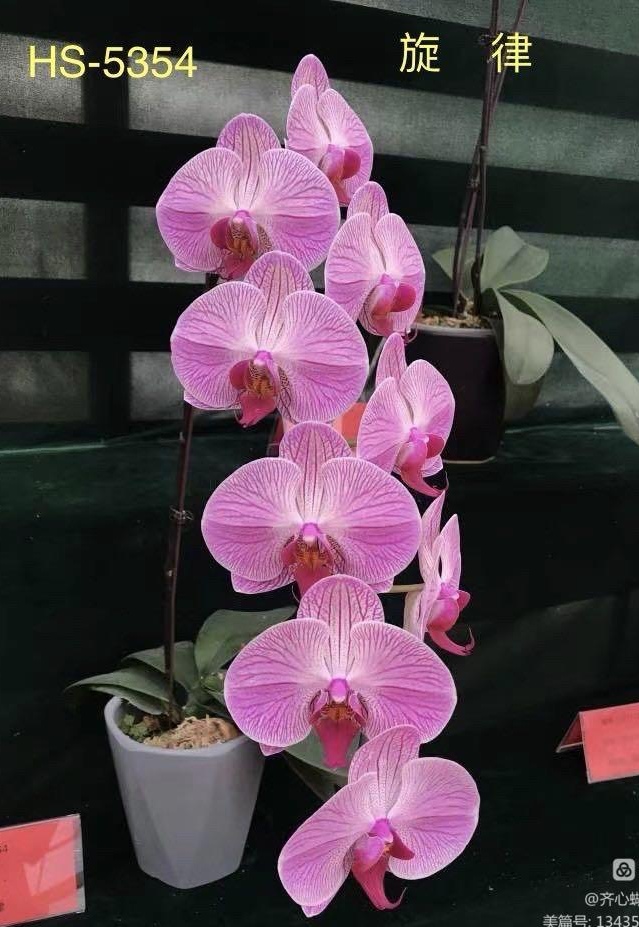 蝴蝶兰旋律3.5寸苗1株（根系一般）