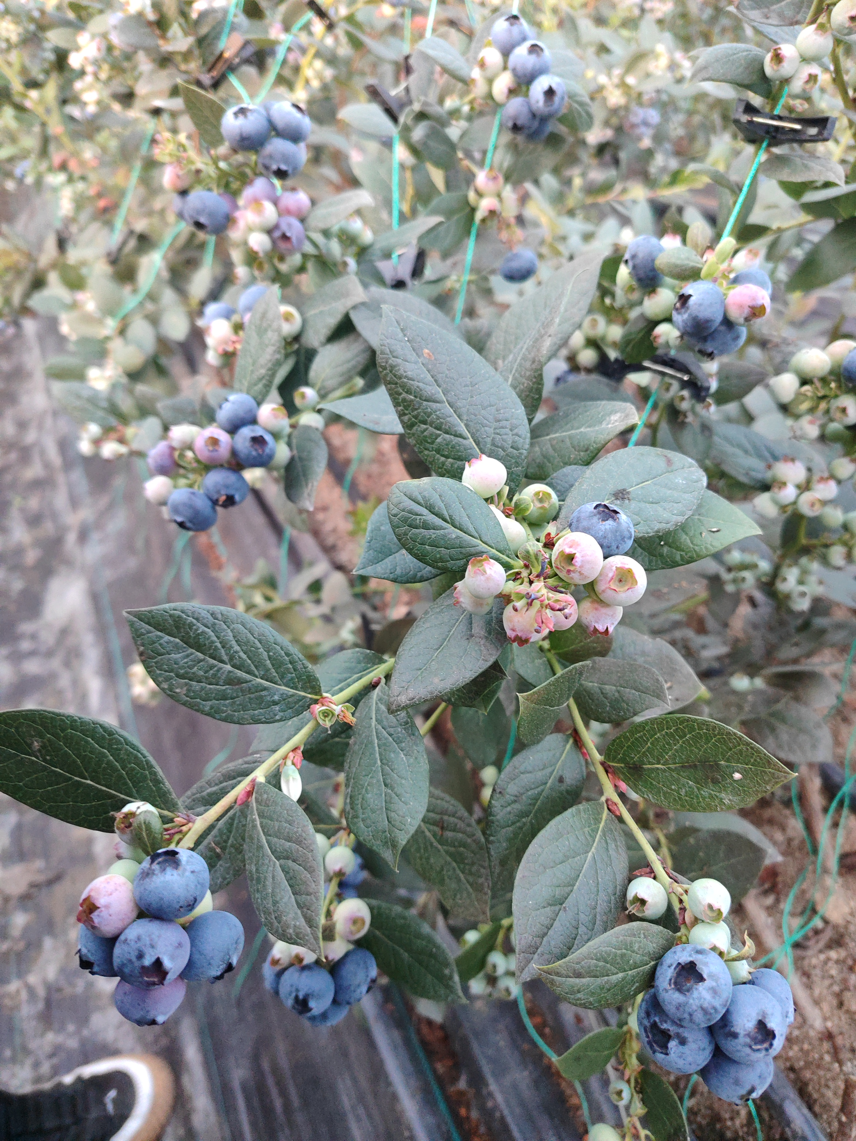 1斤L25花香蓝莓（纯天然)）