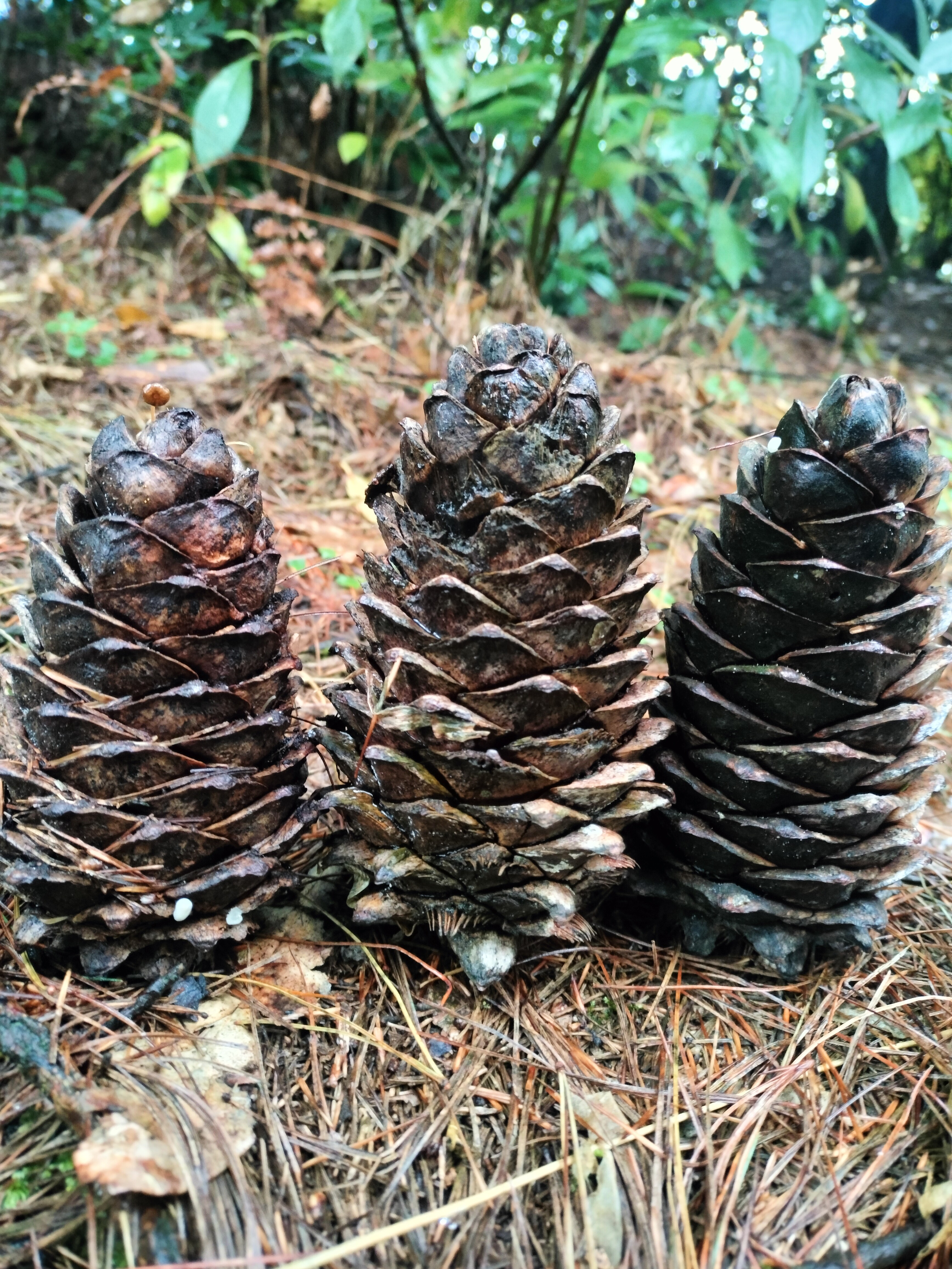 园艺松塔水陆缸生态瓶假山造景松塔