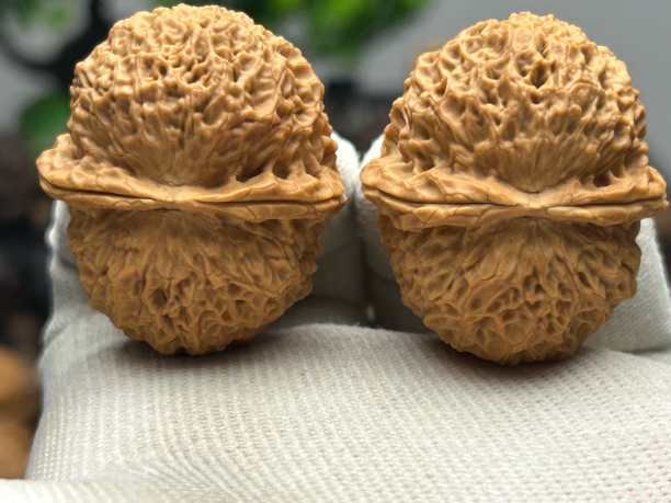 41mm九龙官帽 一物一图