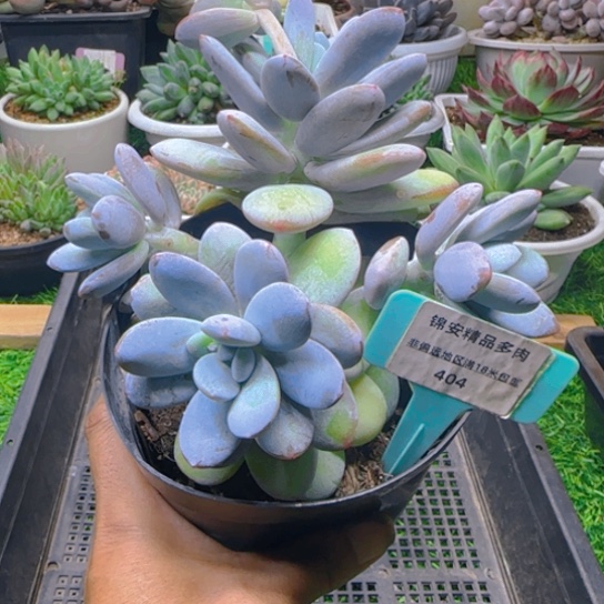 锦安锦品多肉植物404