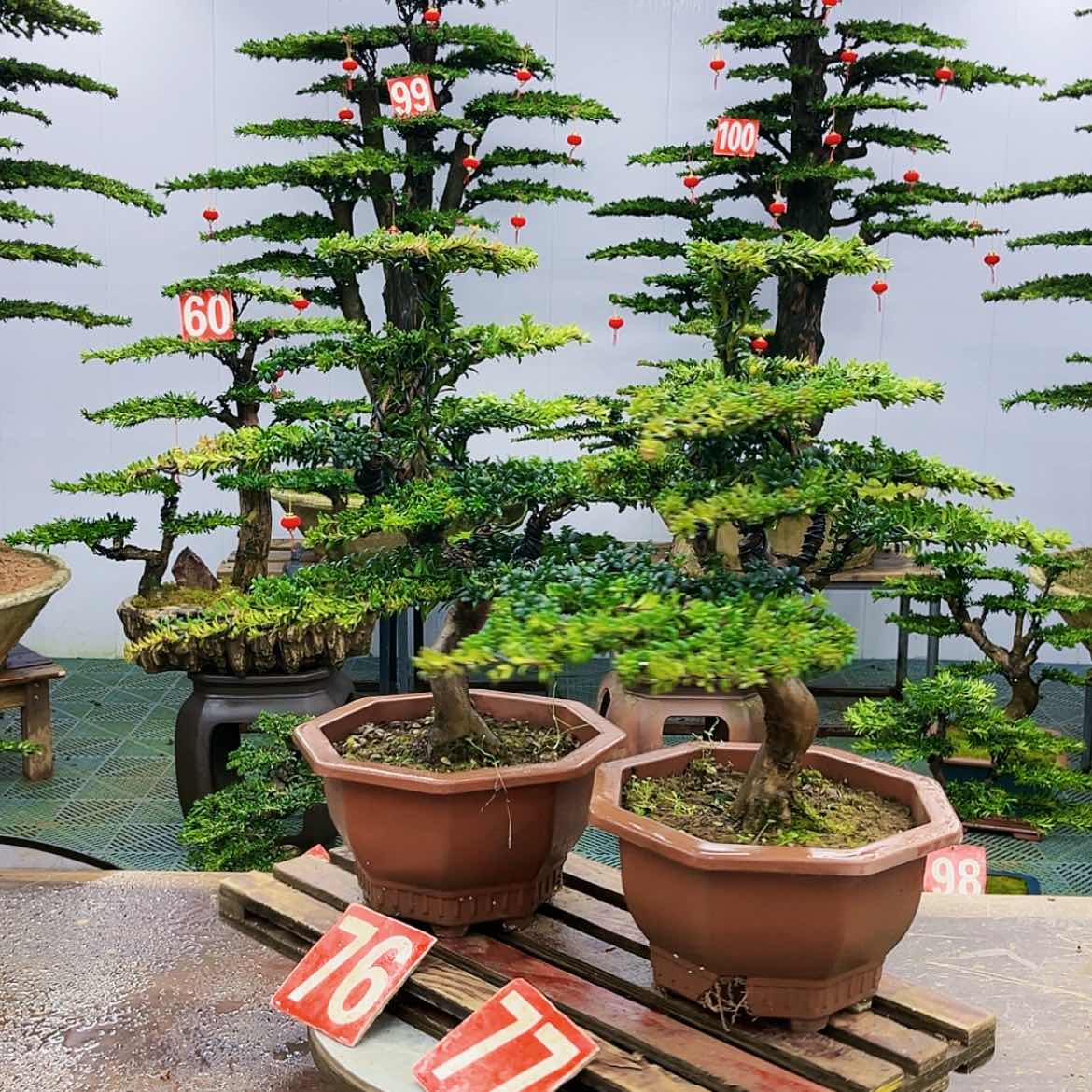 【闪购商品】罗汉松盆景艺术的发展