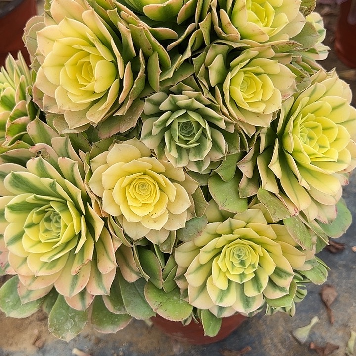 3.30-10新尼亚多肉