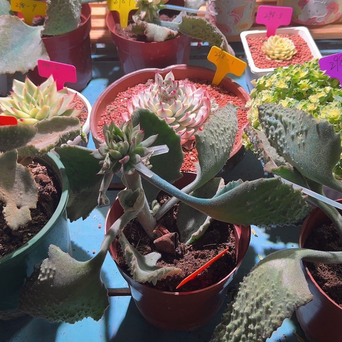 大*ᵃ大转盘转一次不退不换