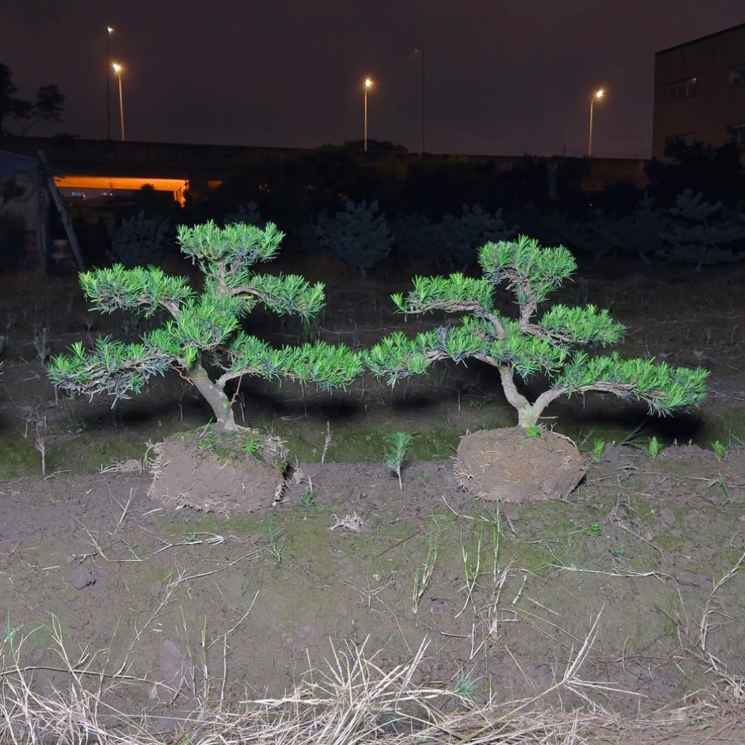 罗汉松直播间450/2颗