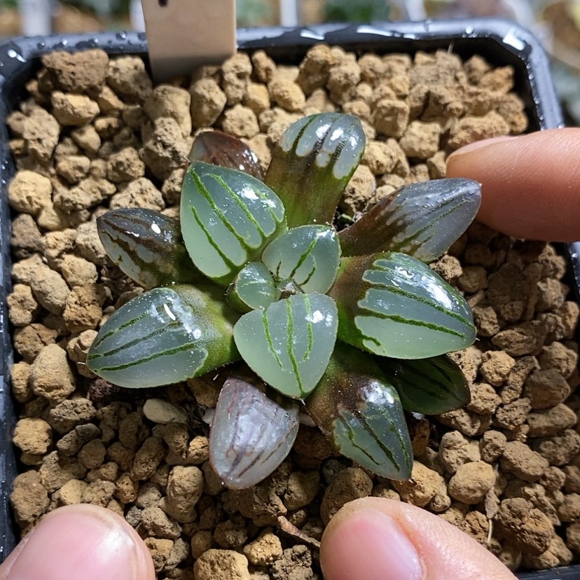 【闪购商品】99翠虎