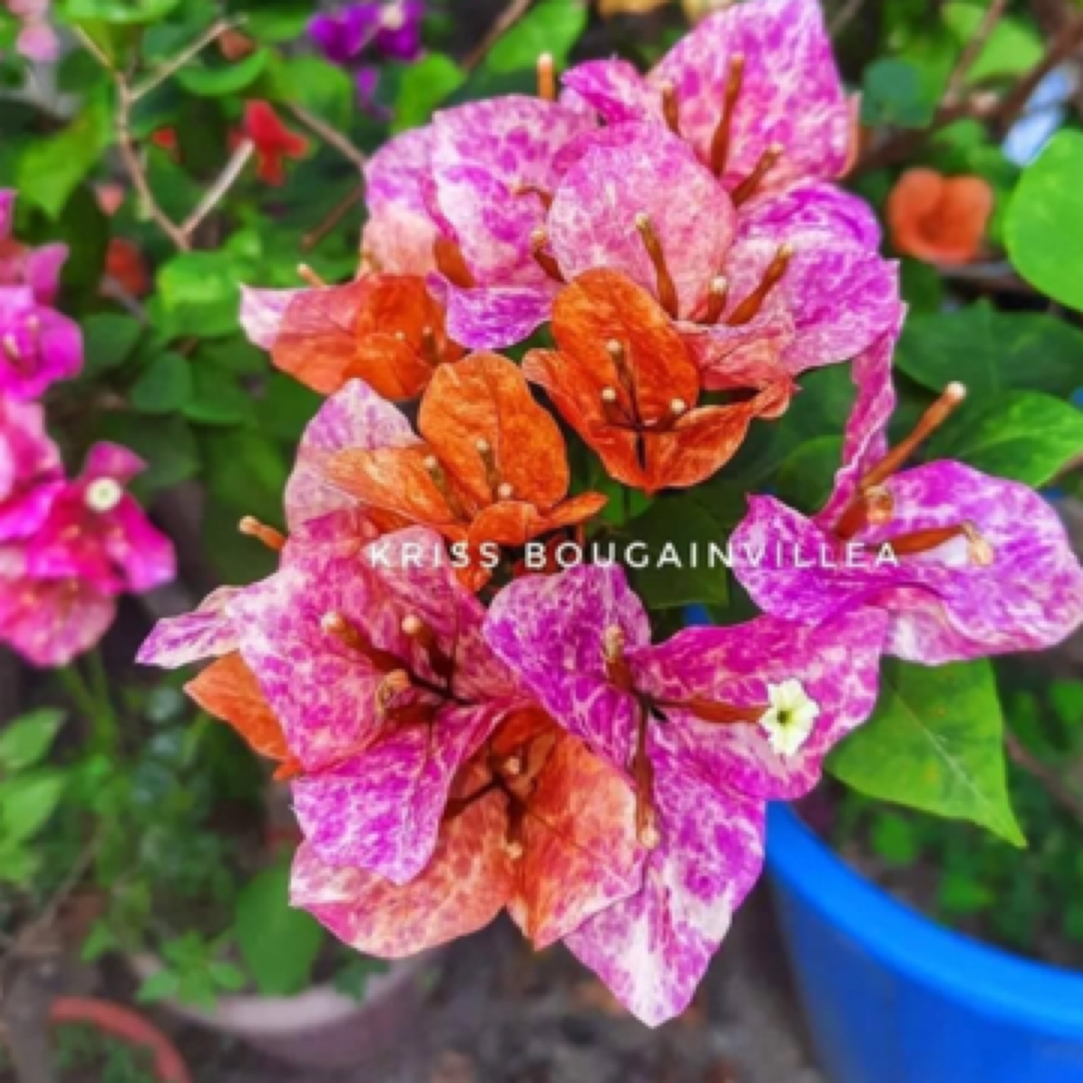 森朴【越南混音·粉九月+小斑叶丽人】原生扦插袋苗（不包售后）