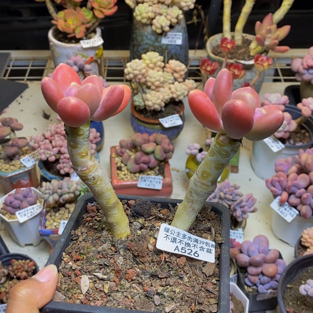 526金蟾多肉整9c m