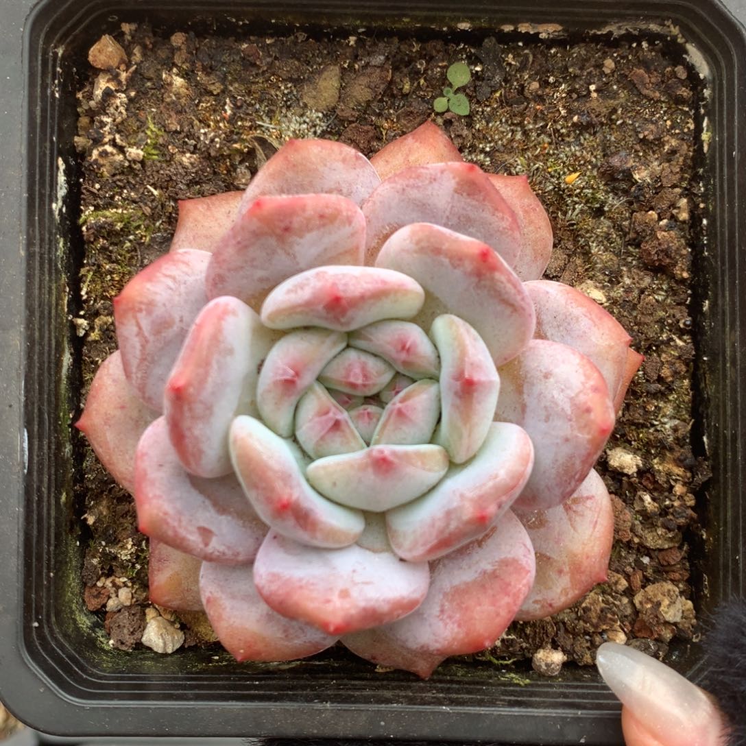 星影好花花花花19