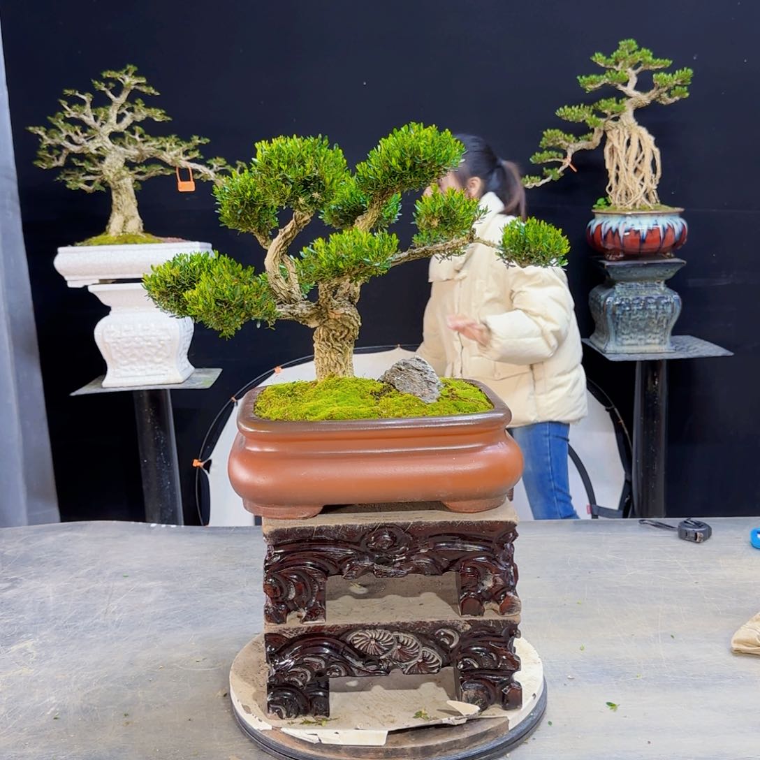 黄杨盆景艺术作品