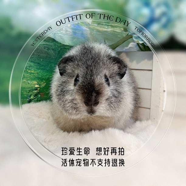 考拉泰加弟弟 炫背 荷兰猪 豚鼠 包邮包风险