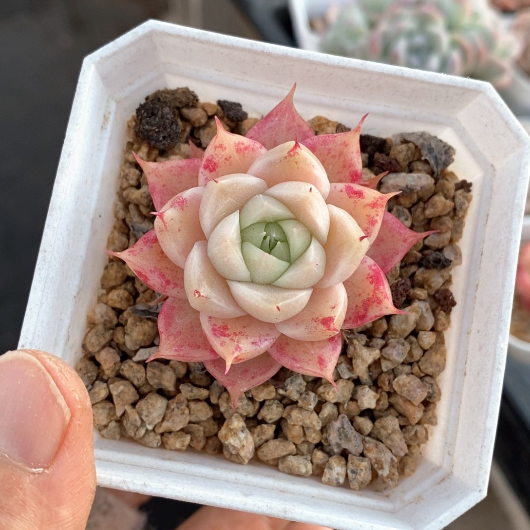 精品多肉一物一拍125