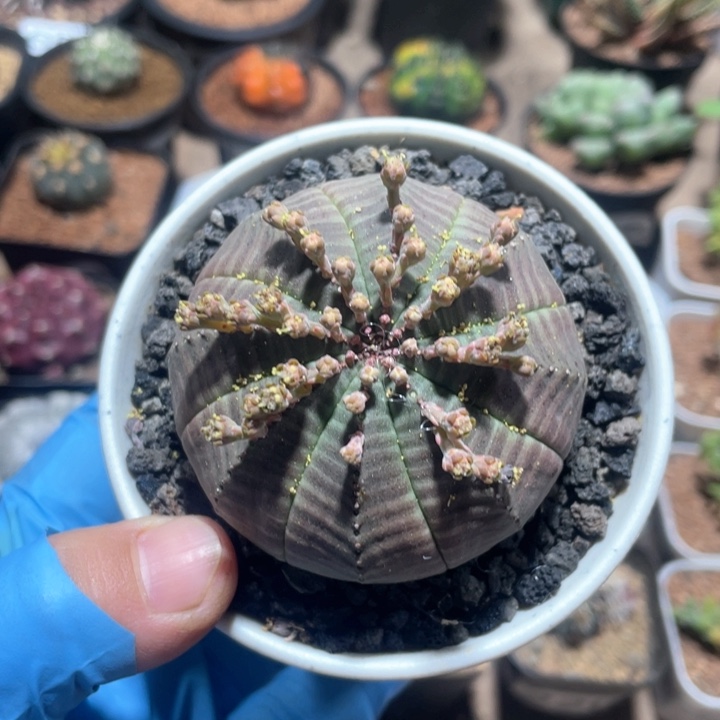 65实生大单头欧布