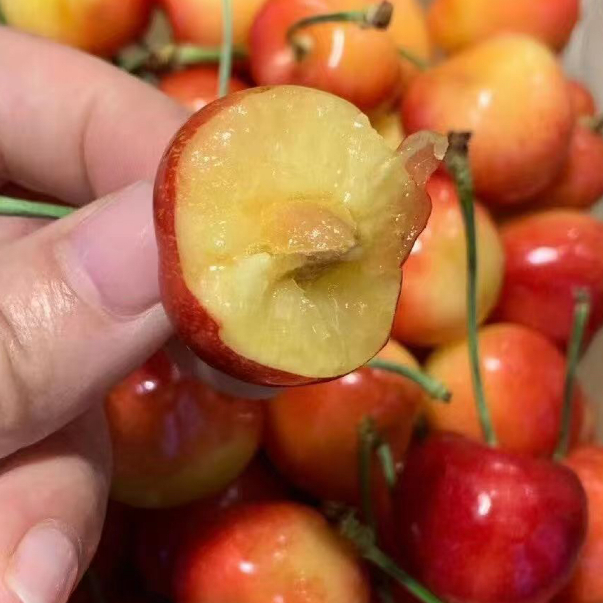 智利海运车厘子3J/5斤/2斤/1斤黄车黄车黄雷尼尔智利