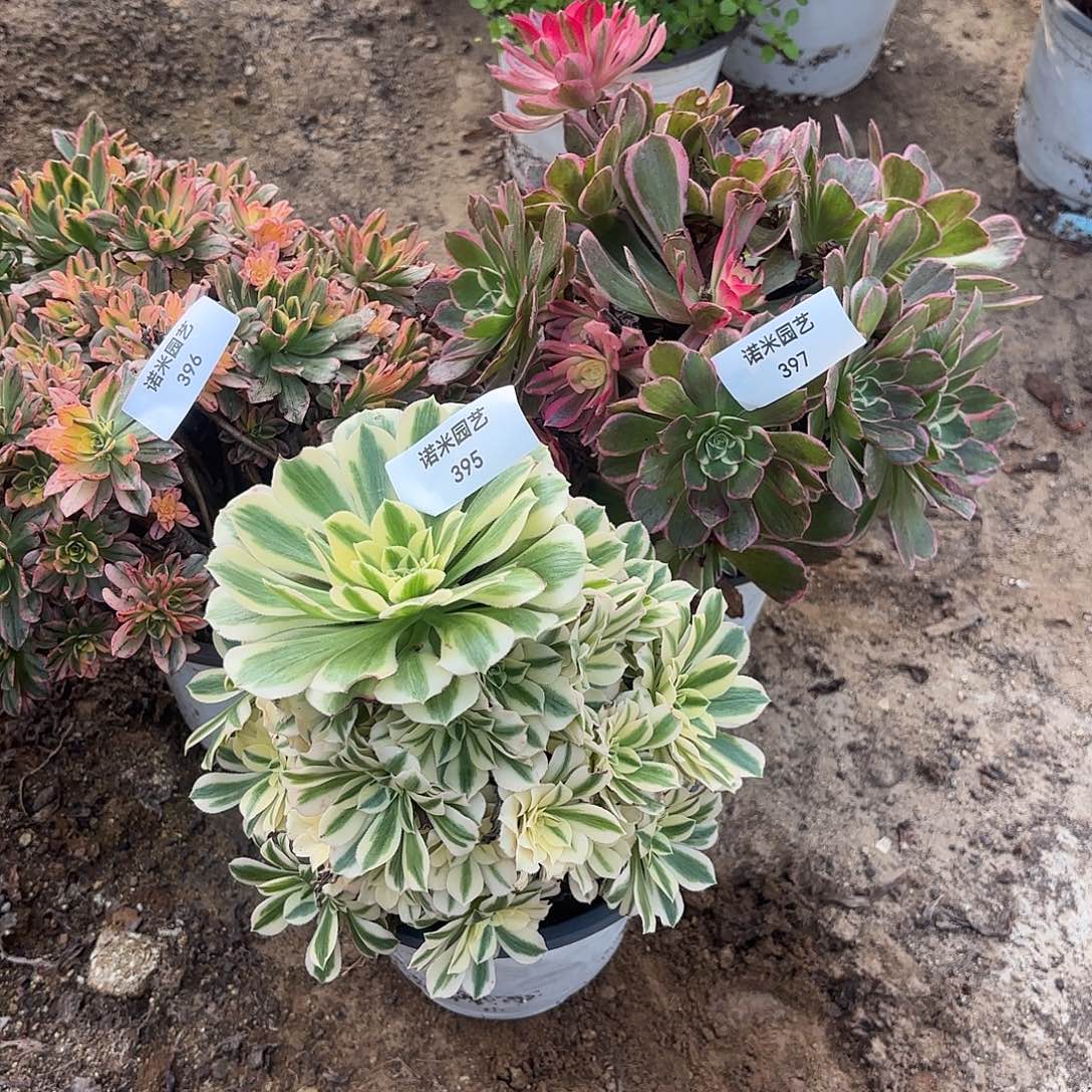 甜茶火龙果迈巴赫多肉植物395-96-97