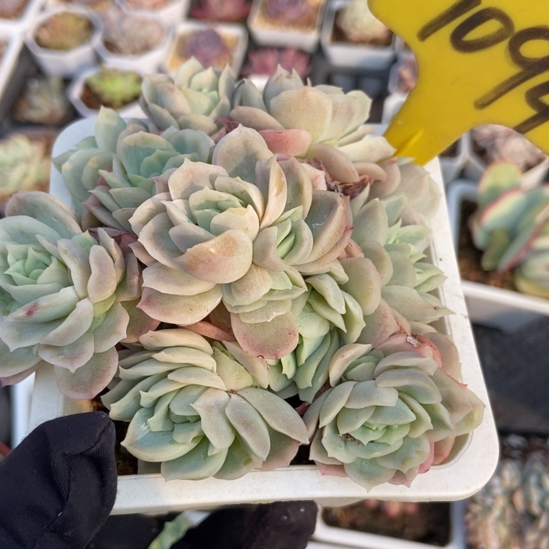 1094冰片锦多肉植物保护