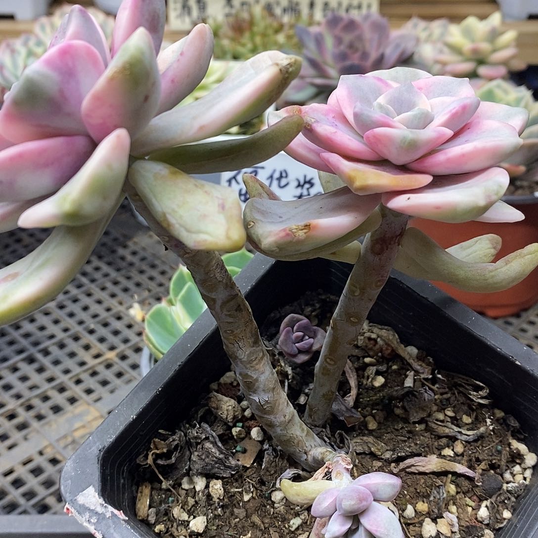 2521 老桩紫乐锦自然群 需延时发货