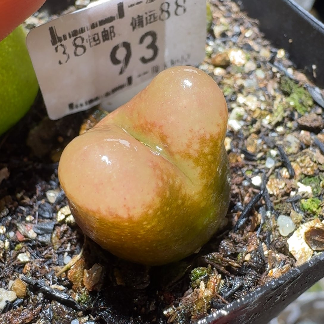 Sss精品清货款93大