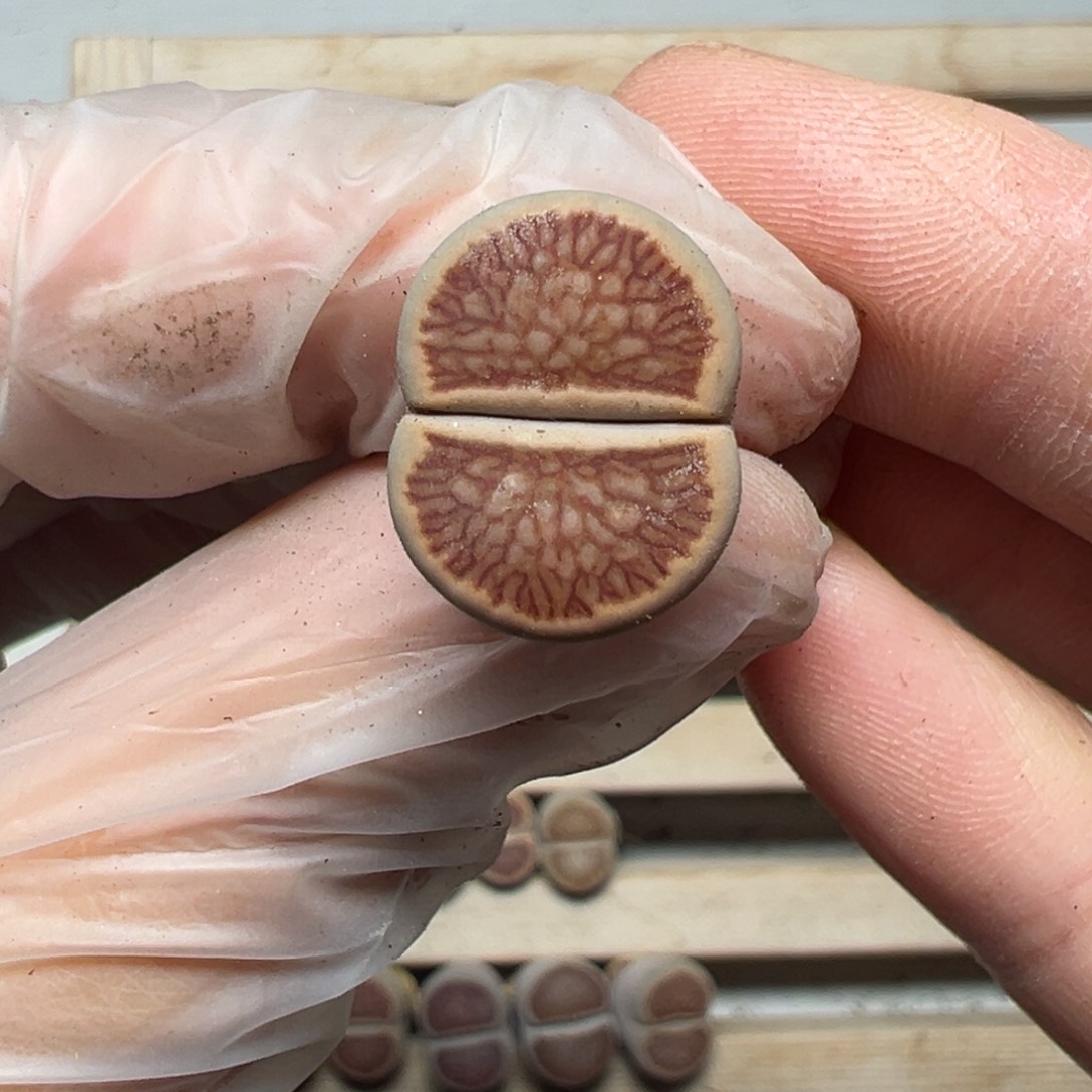 【闪购商品】239……