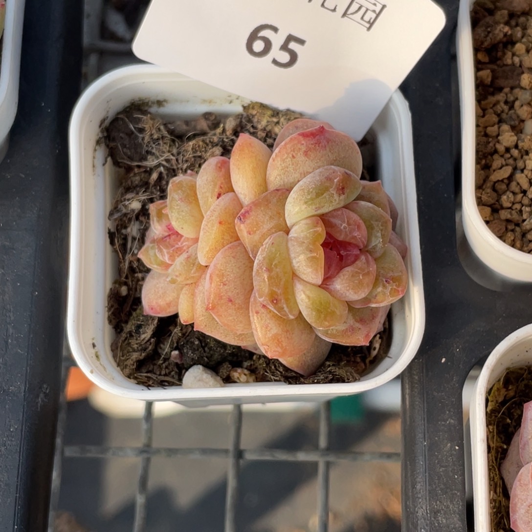 65号糖心冰心珍妮