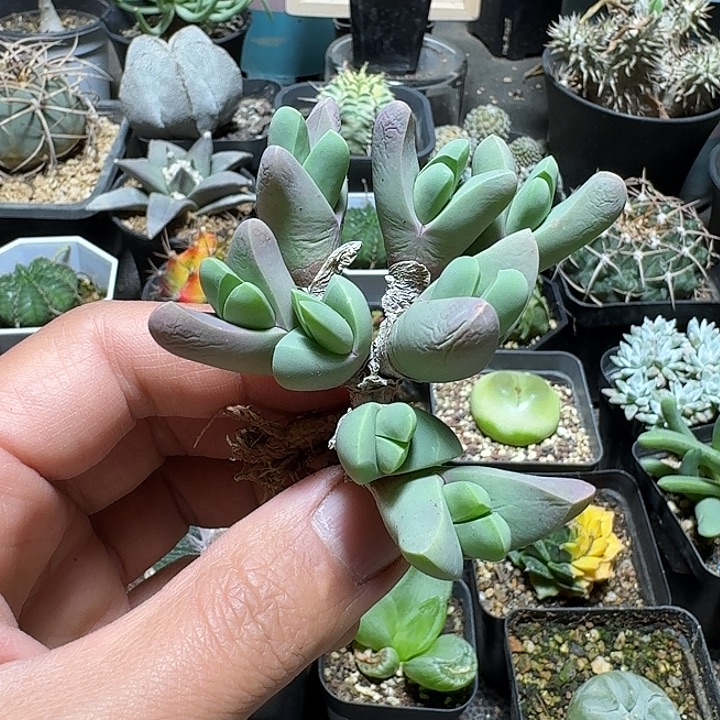 371春琴玉脱土发货