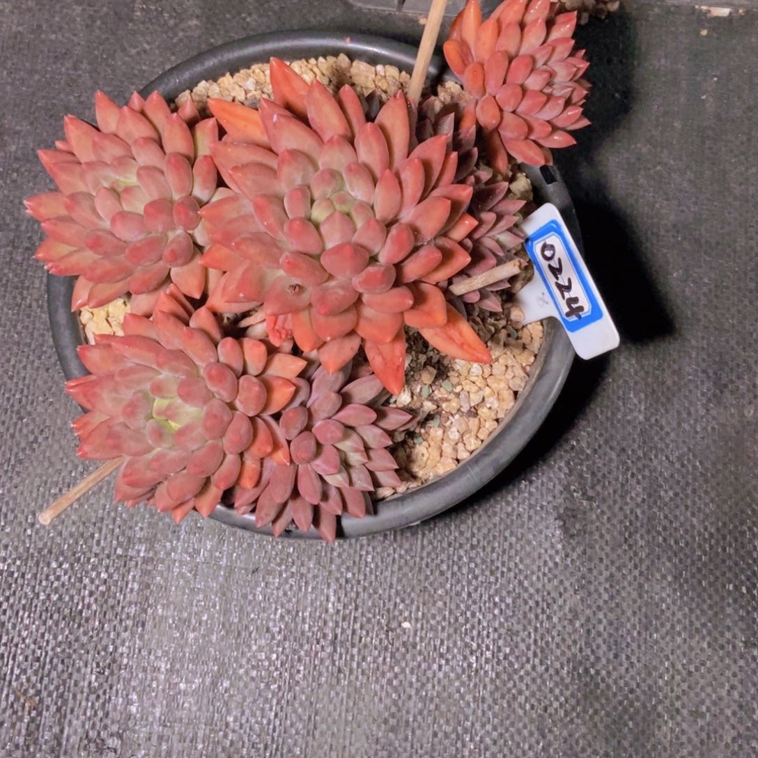 快***行0224红蜻蜓大群一颗