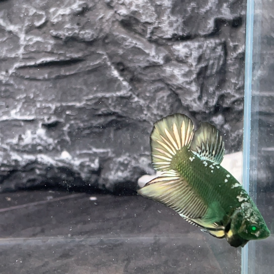 斗鱼绿金武士将军公