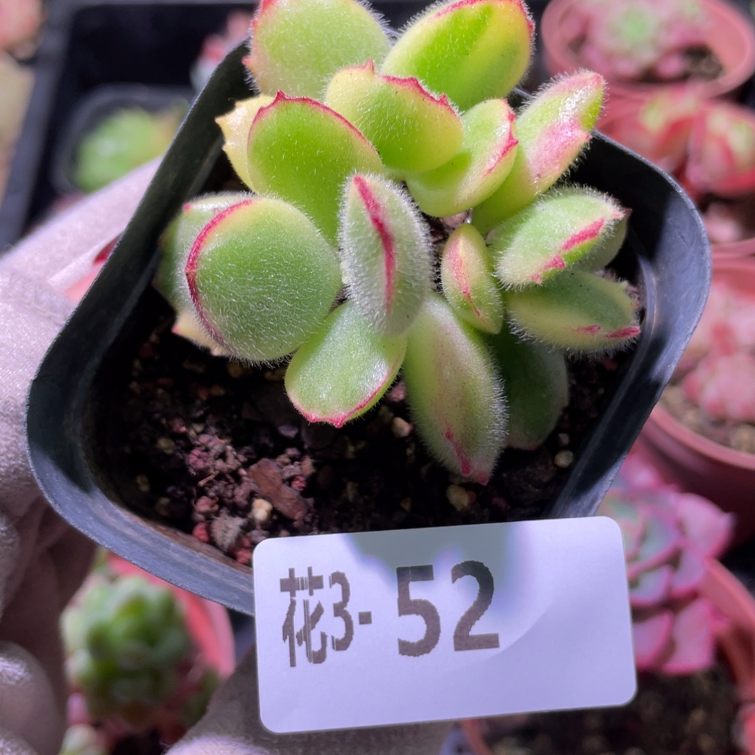 花利美3-52彩熊 不售后