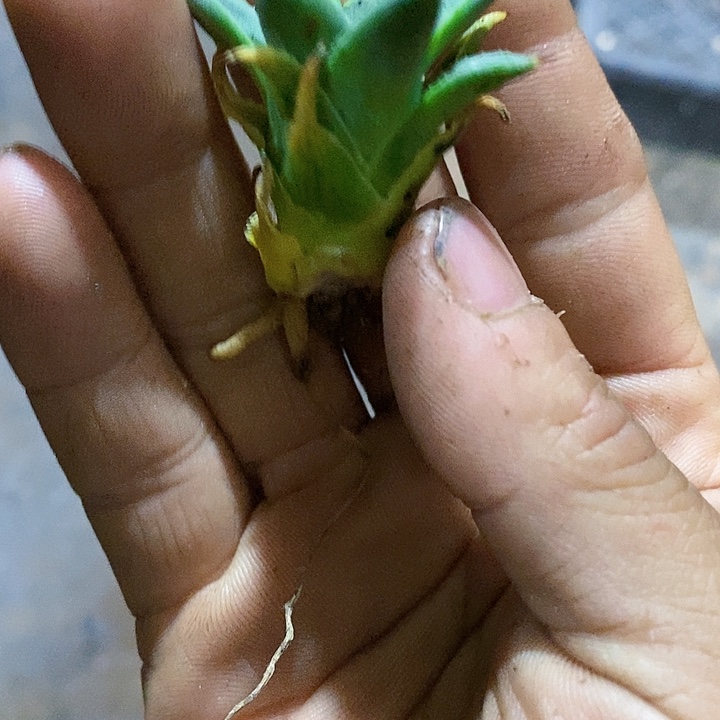 多肉植物龙蛇兰植物